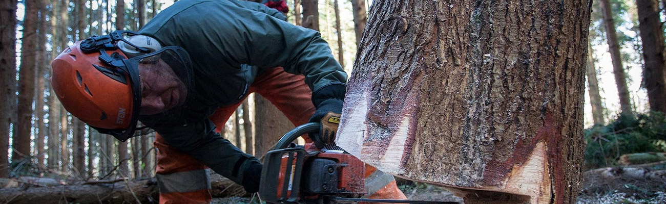 Abattage d'Arbres à Yerres (91330) – Van-Den-Brocke Espace Vert, Votre Spécialiste en Sécurité et Efficacité