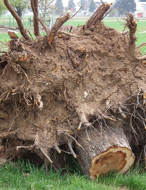 Services de Dessouchage Professionnels dans l'Essone (91) – Enlèvement Efficace des Souches d'Arbres