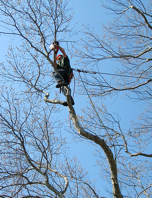 Élagage d'Arbres Professionnel dans l'Essone (91) – Assurez la Santé et la Beauté de Votre Jardin