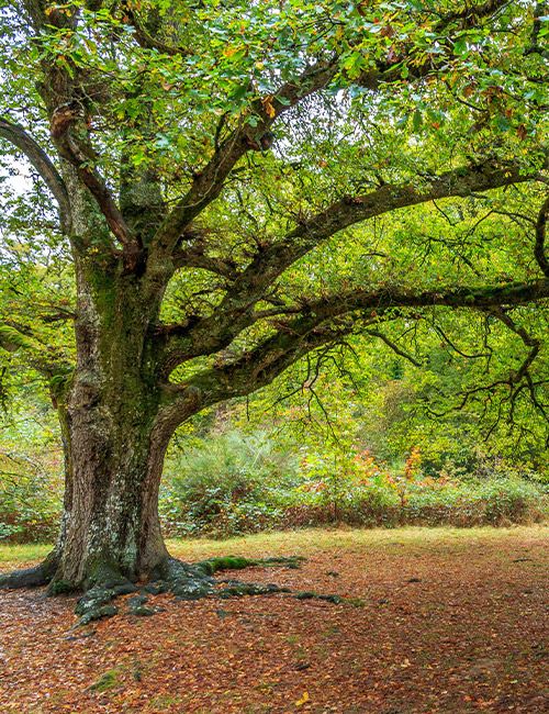 Services d'Élagage, Abattage et Entretien d'Espaces Verts dans l'Essone (91) – Interventions Rapides et Sécurisées