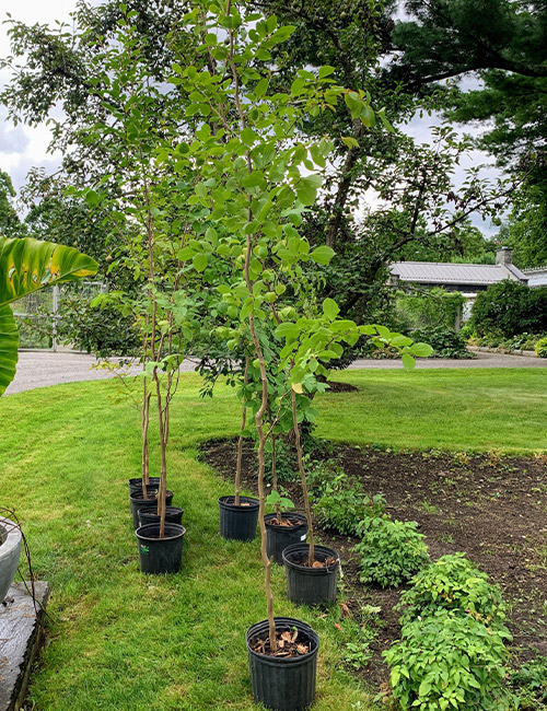 Services de Plantation d'Arbres dans l'Essone (91) – Choisissez des Essences Adaptées à Votre Jardin
