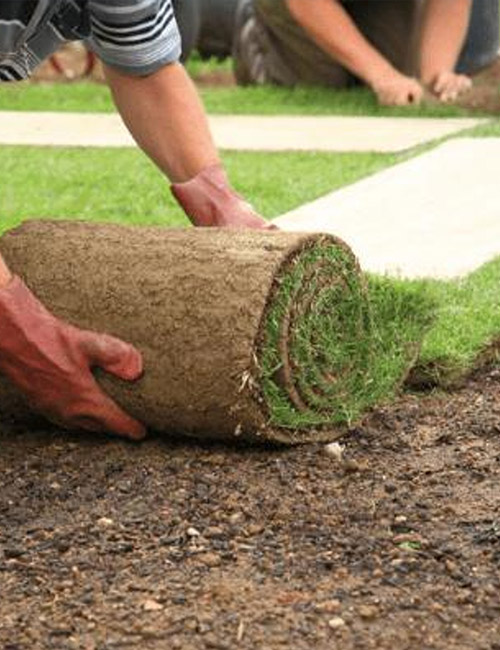 Services Professionnels de Pose de Pelouse et Gazon dans l'Essone (91)