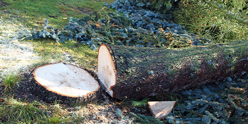 Abattage d’Arbres à Yerres (91330) dans l'Essone (91)