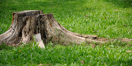 Dessouchage à Yerres (91330) dans l'Essone (91)
