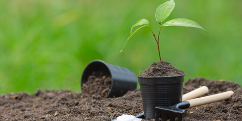 Plantation d’arbres à Yerres (91330) dans l'Essone (91)