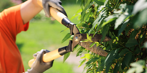 Taille de Haies à Yerres (91330) dans l'Essone (91)